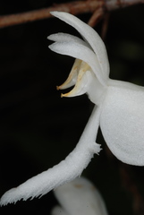 Platanthera integrilabia