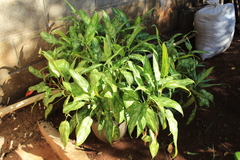 Dieffenbachia