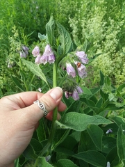 Symphytum × uplandicum