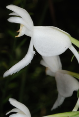 Platanthera integrilabia