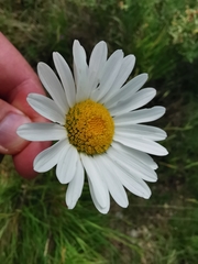 Leucanthemum pallens