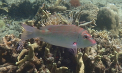 Lethrinus erythropterus