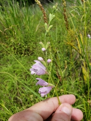 Physostegia angustifolia