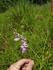 Physostegia angustifolia