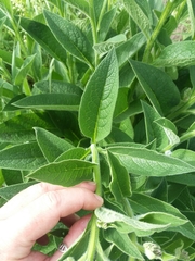 Symphytum × uplandicum