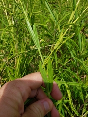 Physostegia angustifolia