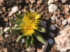Glottiphyllum
