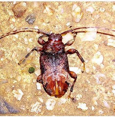 Lamiinae