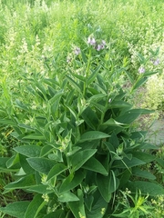 Symphytum × uplandicum