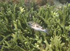 Scolopsis lineata