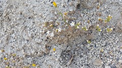 Nemacladus longiflorus