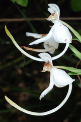 Platanthera integrilabia