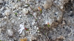 Nemacladus longiflorus