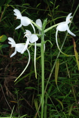 Platanthera integrilabia