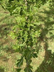 Phyllocoptes goniothorax