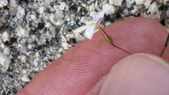 Nemacladus longiflorus