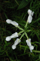 Platanthera integrilabia
