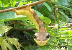 Hemeroplanes triptolemus
