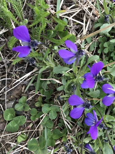 fialka trojfarebná (Viola tricolor)