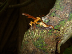 Agelaia constructor