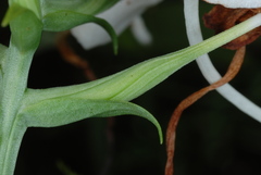 Platanthera integrilabia