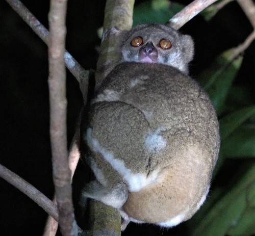 Moore's Woolly Lemur