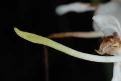 Platanthera integrilabia