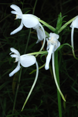 Platanthera integrilabia