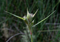 Sporobolus factorovskyi