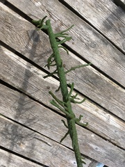 Ephydatia fluviatilis