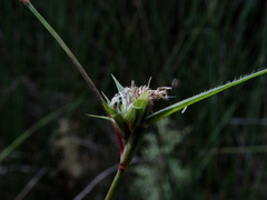 Sporobolus factorovskyi