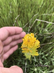 Castilleja levisecta