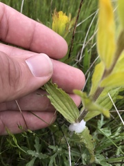 Castilleja levisecta