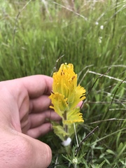 Castilleja levisecta