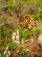 Luzula luzuloides rubella