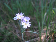 Primula incana