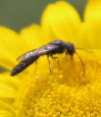 Sapygidae