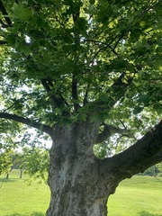 Platanus occidentalis
