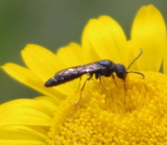 Sapygidae