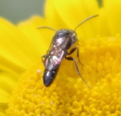 Sapygidae