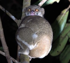Avahi mooreorum