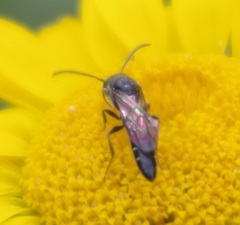 Sapygidae