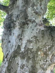 Platanus occidentalis