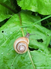 Cepaea hortensis