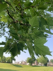 Platanus occidentalis