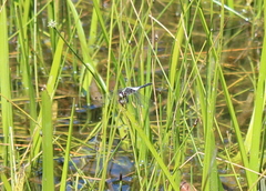 Leucorrhinia frigida