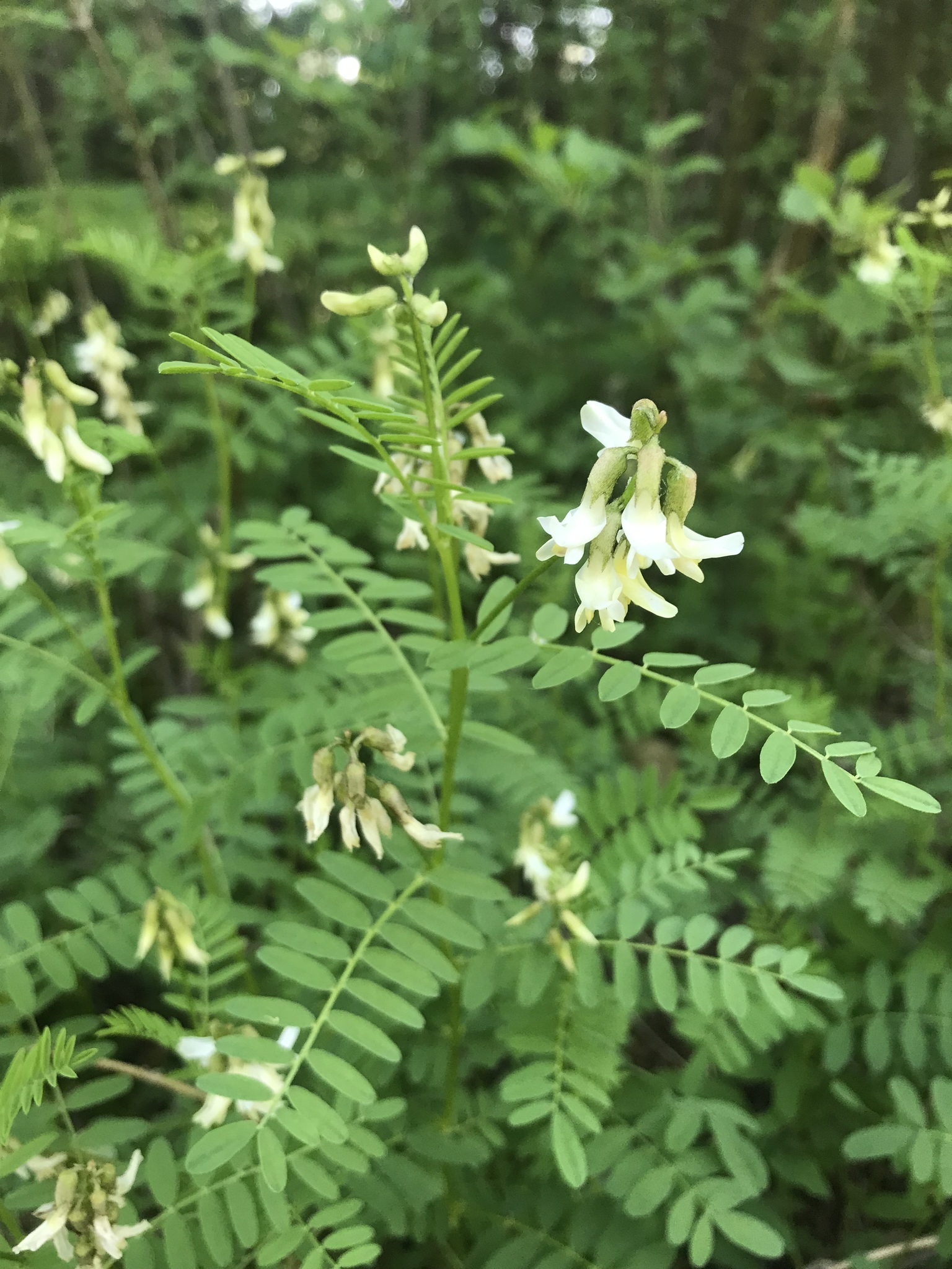 Astragalus neglectus
