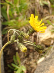 Hieracium schmidtii