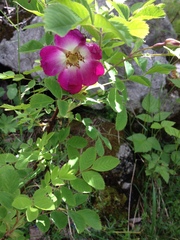 Rosa pendulina