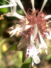 Monarda russeliana